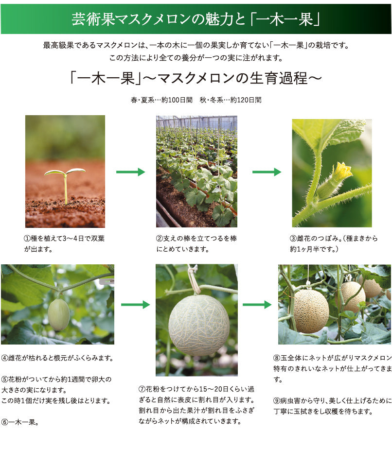 マスクメロン