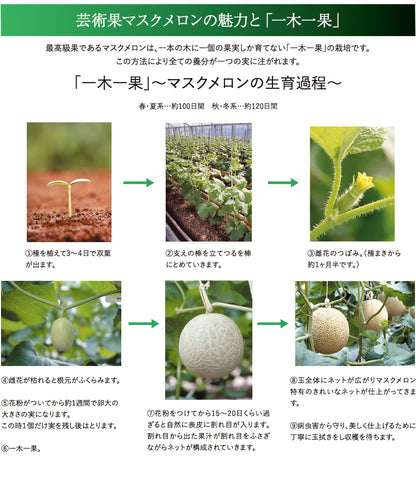 マスクメロン