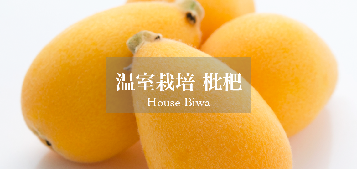 温室栽培 枇杷