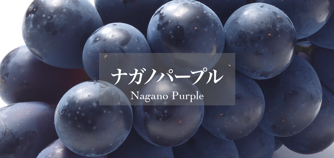 ナガノパープル